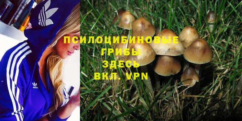 Галлюциногенные грибы Magic Shrooms  цены   Благодарный 